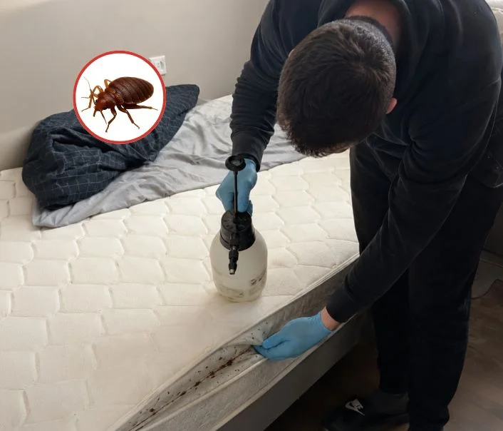 Technicien traitant un matelas contre les punaises de lit à Courdimanche-sur-Essonne